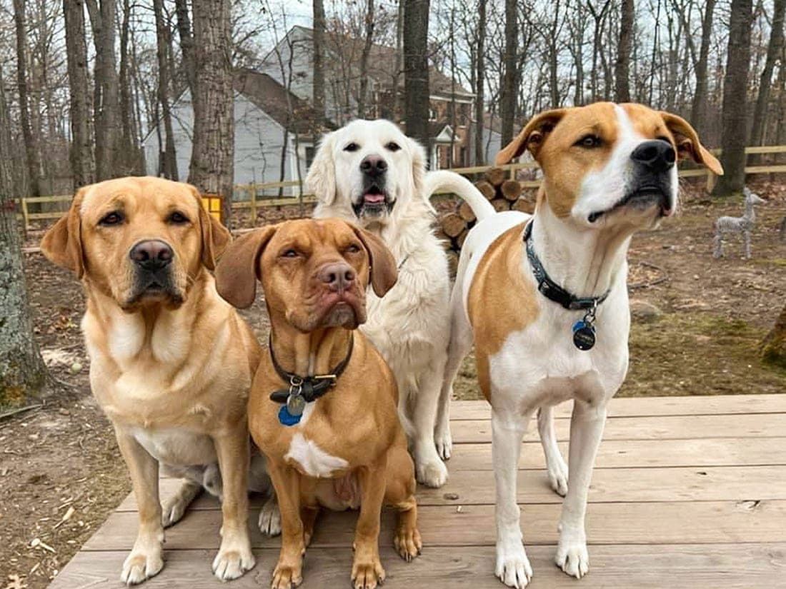 Happy Paws K9 Website by Johnny Flash Productions